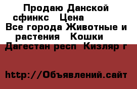  Продаю Данской сфинкс › Цена ­ 2 000 - Все города Животные и растения » Кошки   . Дагестан респ.,Кизляр г.